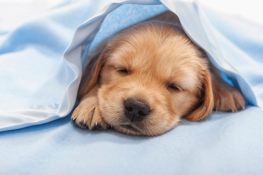 Palmetto Pups Groom & Play | Rock Hill, SC | puppy sleeping in blanket